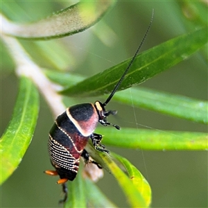 Ellipsidion australe at Ngunnawal, ACT - 19 Oct 2024 11:09 AM