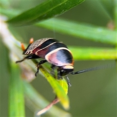 Ellipsidion australe at Ngunnawal, ACT - 19 Oct 2024 11:09 AM