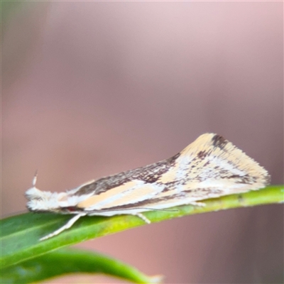 Thema macroscia (A concealer moth) at Ngunnawal, ACT - 19 Oct 2024 by Hejor1