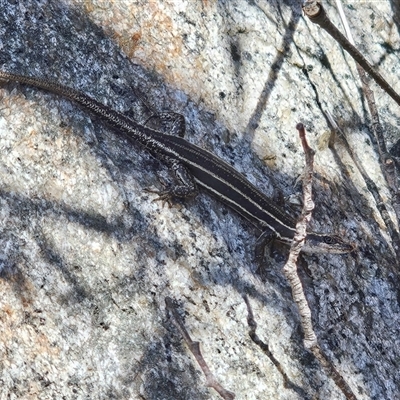 Pseudemoia spenceri (Spencer's Skink) at Rendezvous Creek, ACT - 9 Oct 2024 by SWishart