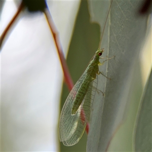 Chrysopidae (family) at Ngunnawal, ACT - 19 Oct 2024