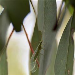 Chrysopidae (family) at Ngunnawal, ACT - 19 Oct 2024