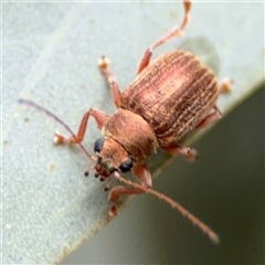 Edusella lineata (Leaf beetle) at Ngunnawal, ACT - 19 Oct 2024 by Hejor1