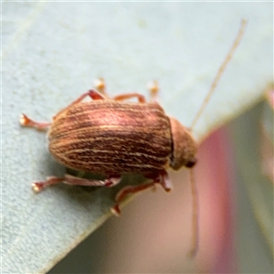 Edusella lineata at Ngunnawal, ACT - 19 Oct 2024 11:02 AM