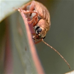 Edusella lineata at Ngunnawal, ACT - 19 Oct 2024 11:02 AM