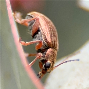 Edusella lineata at Ngunnawal, ACT - 19 Oct 2024 11:02 AM