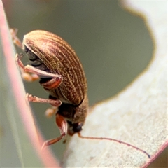 Edusella lineata at Ngunnawal, ACT - 19 Oct 2024 11:02 AM