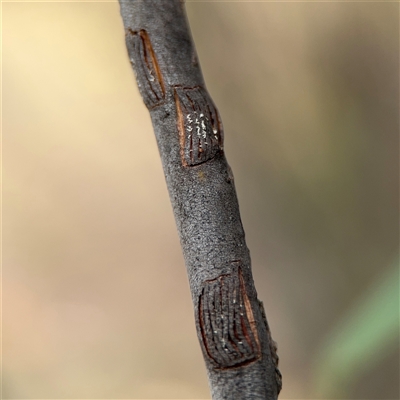 Eurymelinae (subfamily) (Unidentified eurymeline leafhopper) at Ngunnawal, ACT - 19 Oct 2024 by Hejor1