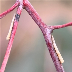 Machaerotinae sp. (family) (Tube Spittlebugs) at Ngunnawal, ACT - 19 Oct 2024 by Hejor1