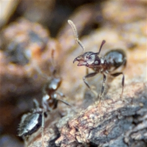 Crematogaster sp. (genus) at Ngunnawal, ACT - 19 Oct 2024 10:50 AM