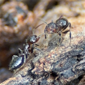 Crematogaster sp. (genus) at Ngunnawal, ACT - 19 Oct 2024 10:50 AM