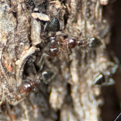 Crematogaster sp. (genus) at Ngunnawal, ACT - 19 Oct 2024 10:50 AM