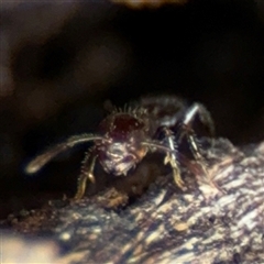 Crematogaster sp. (genus) at Ngunnawal, ACT - 19 Oct 2024 10:50 AM