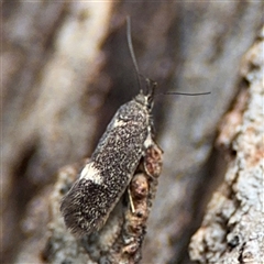 Leistomorpha brontoscopa (A concealer moth) at Ngunnawal, ACT - 19 Oct 2024 by Hejor1