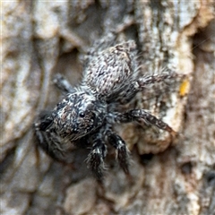 Servaea sp. (genus) (Unidentified Servaea jumping spider) at Ngunnawal, ACT - 18 Oct 2024 by Hejor1