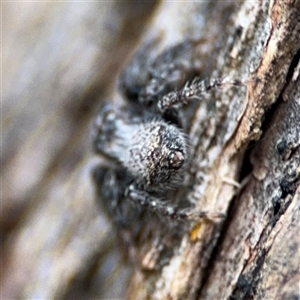 Servaea sp. (genus) at Ngunnawal, ACT - 19 Oct 2024