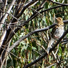Zoothera lunulata (Bassian Thrush) at Tennent, ACT - 9 Oct 2024 by SWishart