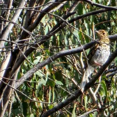 Zoothera lunulata (Bassian Thrush) at Tennent, ACT - 9 Oct 2024 by SWishart