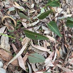 Hardenbergia violacea (False Sarsaparilla) at Ngunnawal, ACT - 19 Oct 2024 by Hejor1