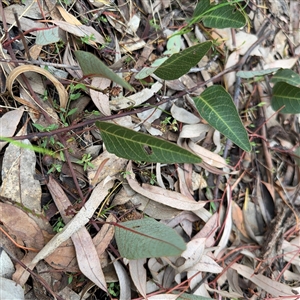 Hardenbergia violacea at Ngunnawal, ACT - 19 Oct 2024 10:47 AM