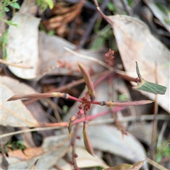 Hardenbergia violacea at Ngunnawal, ACT - 19 Oct 2024 10:47 AM