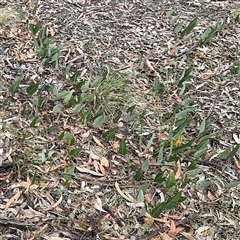 Hardenbergia violacea at Ngunnawal, ACT - 19 Oct 2024 10:47 AM