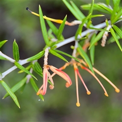 Grevillea sp. (Grevillea) at Ngunnawal, ACT - 19 Oct 2024 by Hejor1