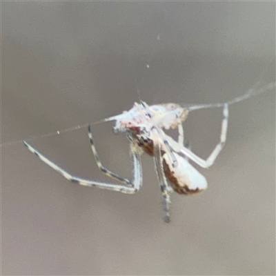 Tetragnatha sp. (genus) (Long-jawed spider) at Ngunnawal, ACT - 18 Oct 2024 by Hejor1