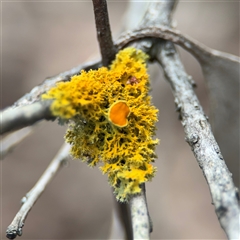 Candelariella sp. at Ngunnawal, ACT - 18 Oct 2024 by Hejor1