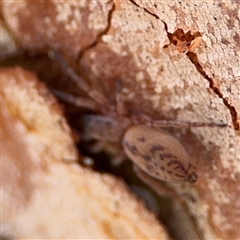 Clubiona sp. (genus) (Unidentified Stout Sac Spider) at Ngunnawal, ACT - 19 Oct 2024 by Hejor1