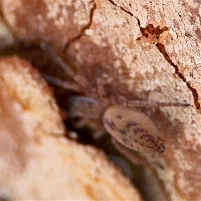 Clubiona sp. (genus) (Unidentified Stout Sac Spider) at Ngunnawal, ACT - 18 Oct 2024 by Hejor1