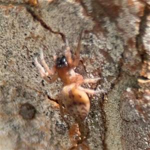 Clubiona sp. (genus) at Ngunnawal, ACT - 19 Oct 2024