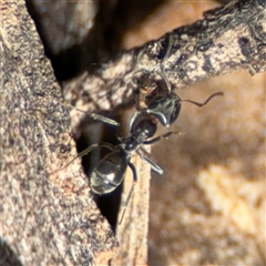 Iridomyrmex rufoniger (Tufted Tyrant Ant) at Ngunnawal, ACT - 18 Oct 2024 by Hejor1