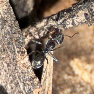 Iridomyrmex rufoniger at Ngunnawal, ACT - 19 Oct 2024 10:29 AM