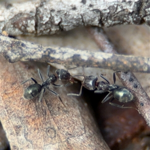 Iridomyrmex rufoniger at Ngunnawal, ACT - 19 Oct 2024 10:29 AM