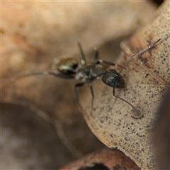 Camponotus aeneopilosus (A Golden-tailed sugar ant) at Ngunnawal, ACT - 18 Oct 2024 by Hejor1