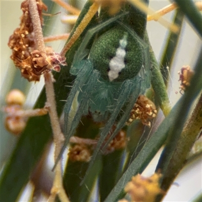 Araneus psittacinus (Parrot Coloured Orb-weaver) at Ngunnawal, ACT - 18 Oct 2024 by Hejor1