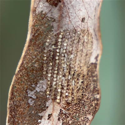 Uraba lugens (Gumleaf Skeletonizer) at Ngunnawal, ACT - 18 Oct 2024 by Hejor1