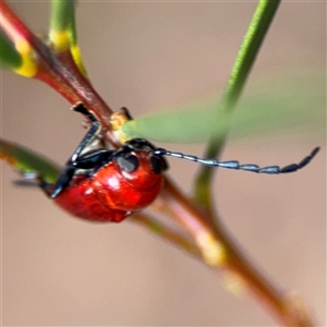 Aporocera (Aporocera) haematodes at Ngunnawal, ACT - 19 Oct 2024 10:23 AM