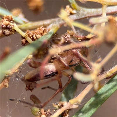 Cheiracanthium gracile (Slender sac spider) at Ngunnawal, ACT - 19 Oct 2024 by Hejor1