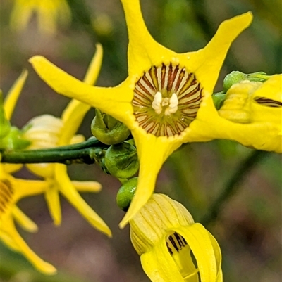 Unidentified Other Shrub at Kalbarri, WA - 20 Oct 2024 by HelenCross