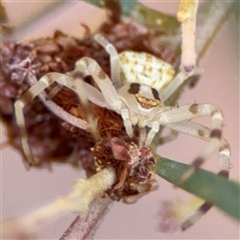 Zygometis xanthogaster (Crab spider or Flower spider) at Ngunnawal, ACT - 19 Oct 2024 by Hejor1