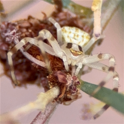 Zygometis xanthogaster (Crab spider or Flower spider) at Ngunnawal, ACT - 18 Oct 2024 by Hejor1