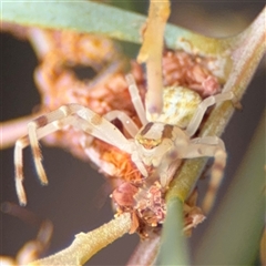 Zygometis xanthogaster at Ngunnawal, ACT - 19 Oct 2024 10:19 AM