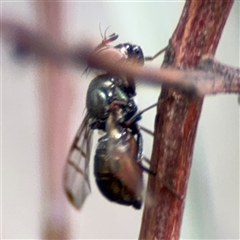 Lamprogaster sp. (genus) at Ngunnawal, ACT - 19 Oct 2024 10:15 AM