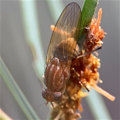 Sapromyza brunneovittata (A lauxid fly) at Ngunnawal, ACT - 18 Oct 2024 by Hejor1