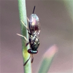 Torymidae (family) at Ngunnawal, ACT - 19 Oct 2024 10:07 AM