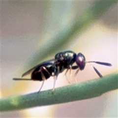 Torymidae (family) at Ngunnawal, ACT - 19 Oct 2024 10:07 AM