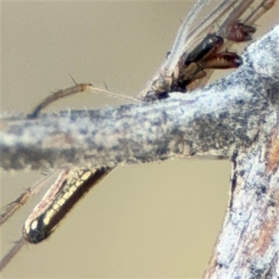 Tetragnatha demissa (Tetragnatha demissa) at Ngunnawal, ACT - 18 Oct 2024 by Hejor1