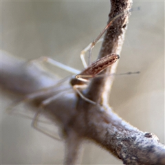 Tetragnatha demissa at Ngunnawal, ACT - 19 Oct 2024 10:00 AM